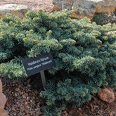 Waldbrunn Spruce